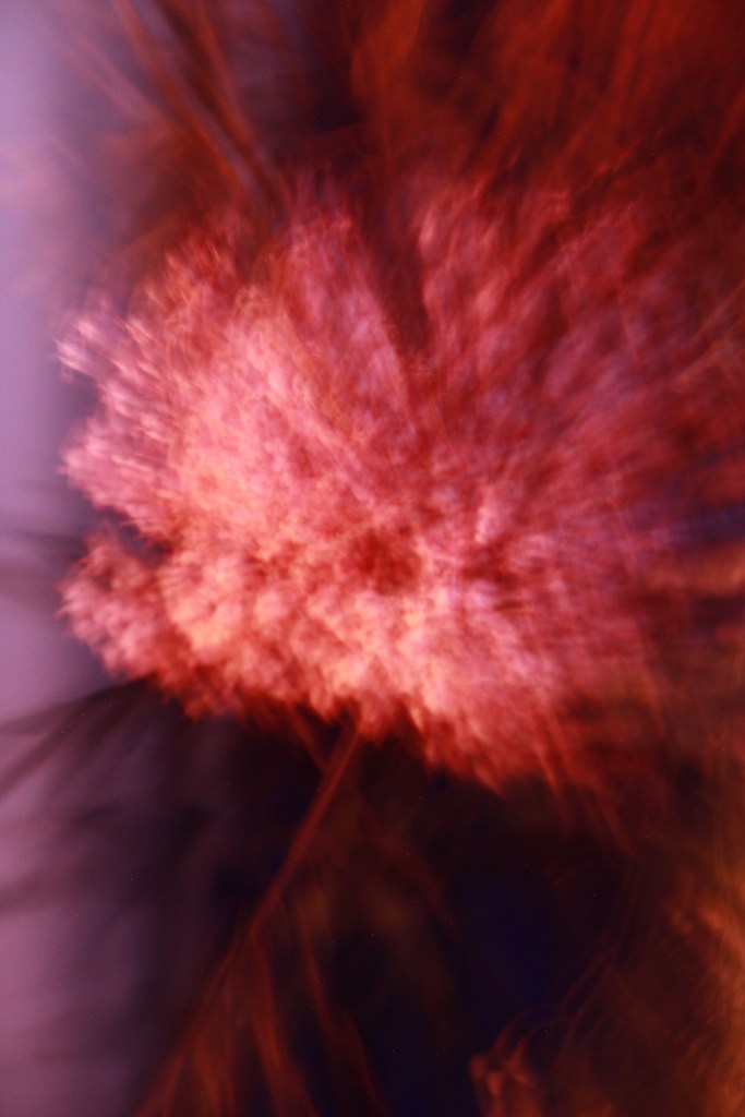 Composition florale poétique et baroque – photographie artistique par Simon Albo