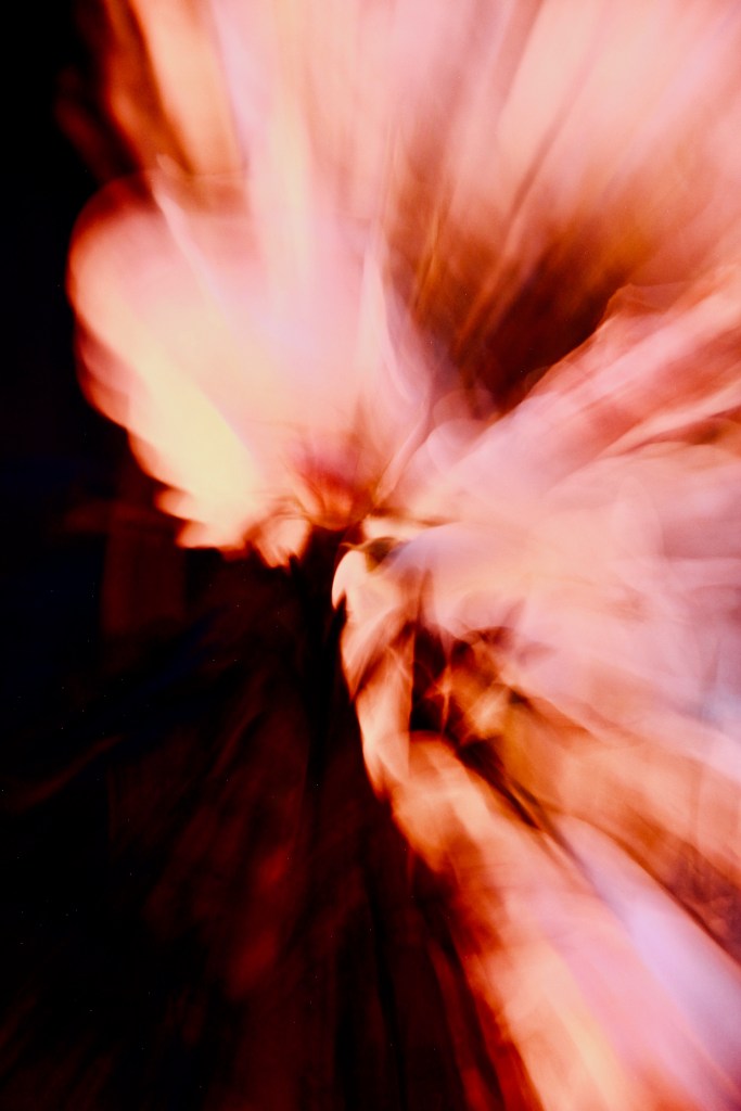 Éclat floral baroque et rayonnant – vision artistique du designer Simon Albo